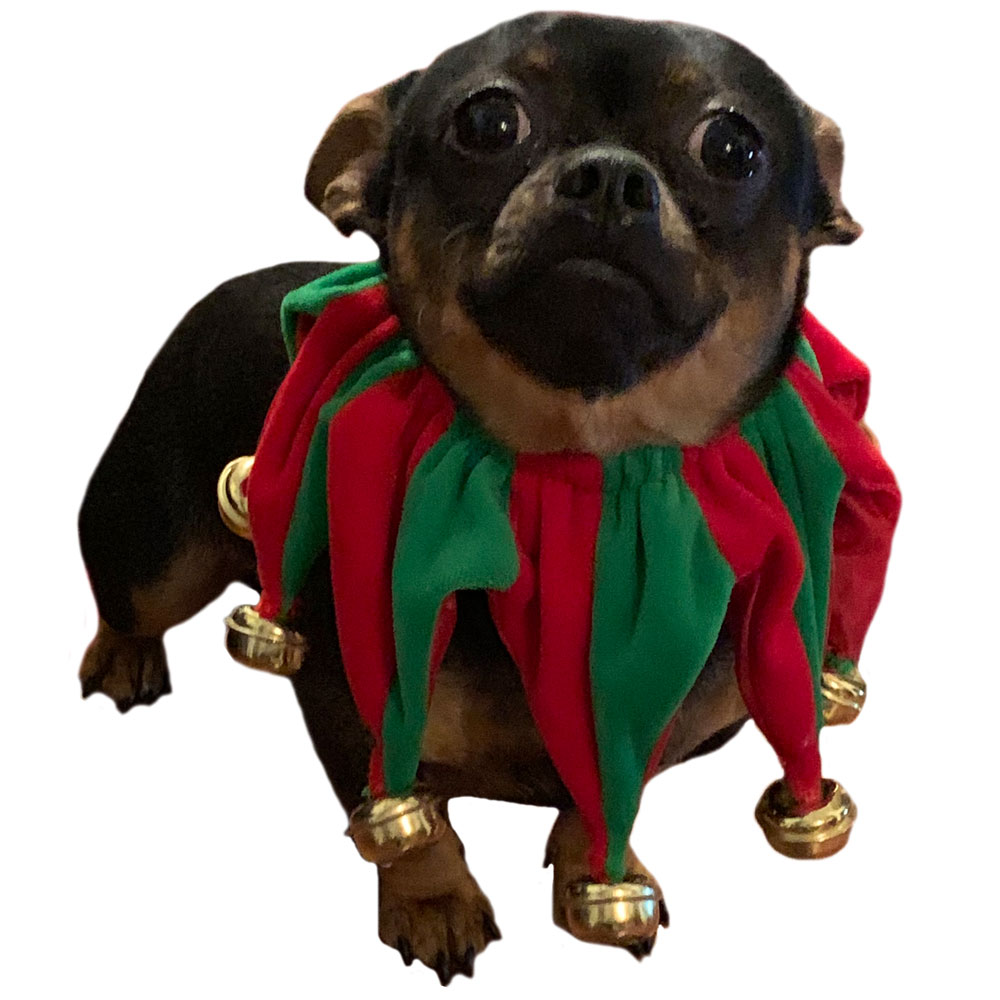 Pet Works Holiday Jester Collar w/ Bells (S) HealthyPets