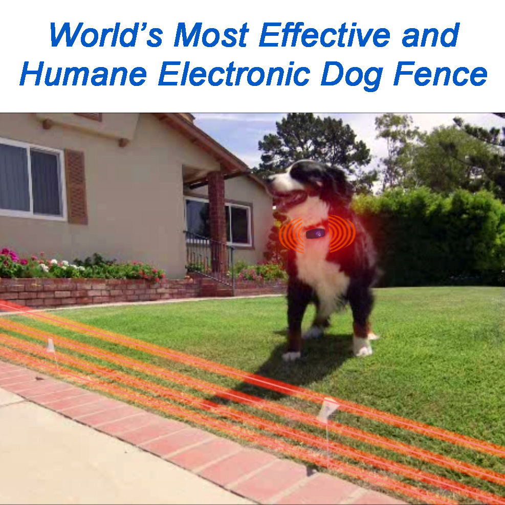Are Electric Dog Fences Humane