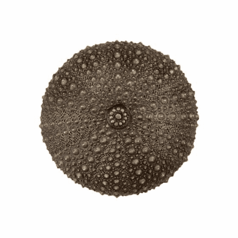 Acorn DP7AP Sea Urchin Cabinet Knob, Antique Brass UPC: 052763811447