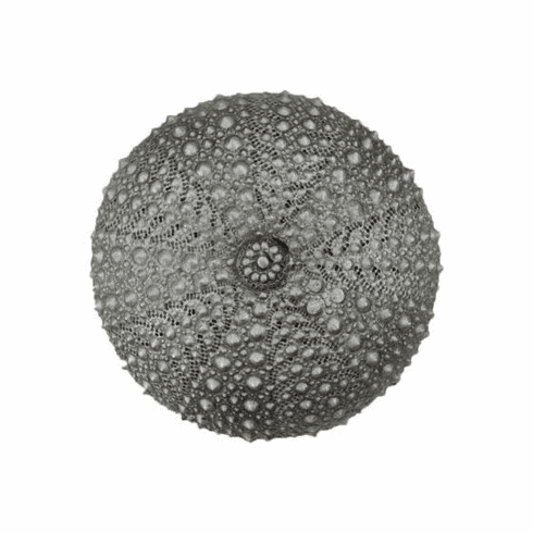 Acorn DP7PP Sea Urchin Cabinet Knob, Antique Pewter UPC: 052763811430