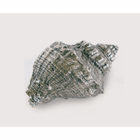 Emenee OR422 Murex Conch Cabinet Knob 2 inch x 1-1/4 inch