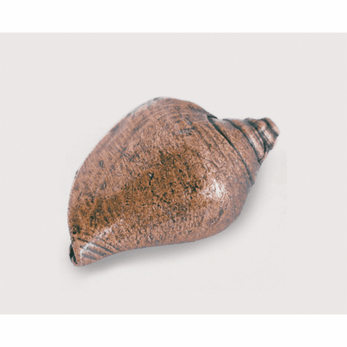 Emenee OR427 Voluntidae Conch Cabinet Knob 2-1/4 inch x 1-1/2 inch