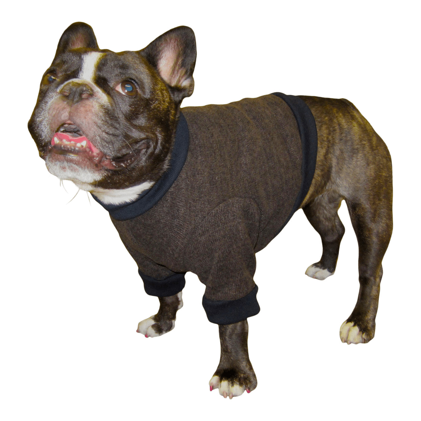 boston terrier sweater