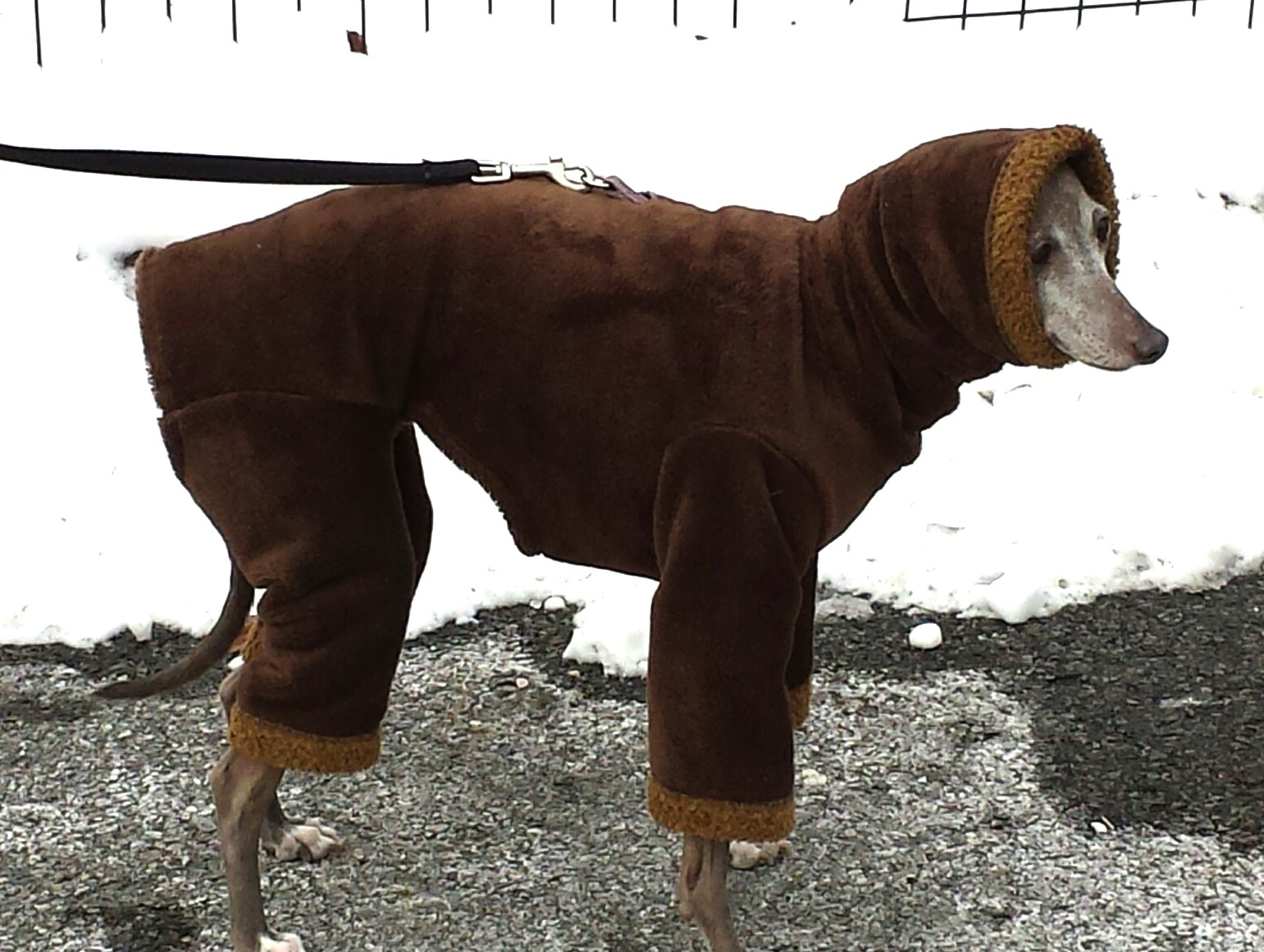 Italian Greyhound Hooded Windblock Fleece Bodysuit Bronze