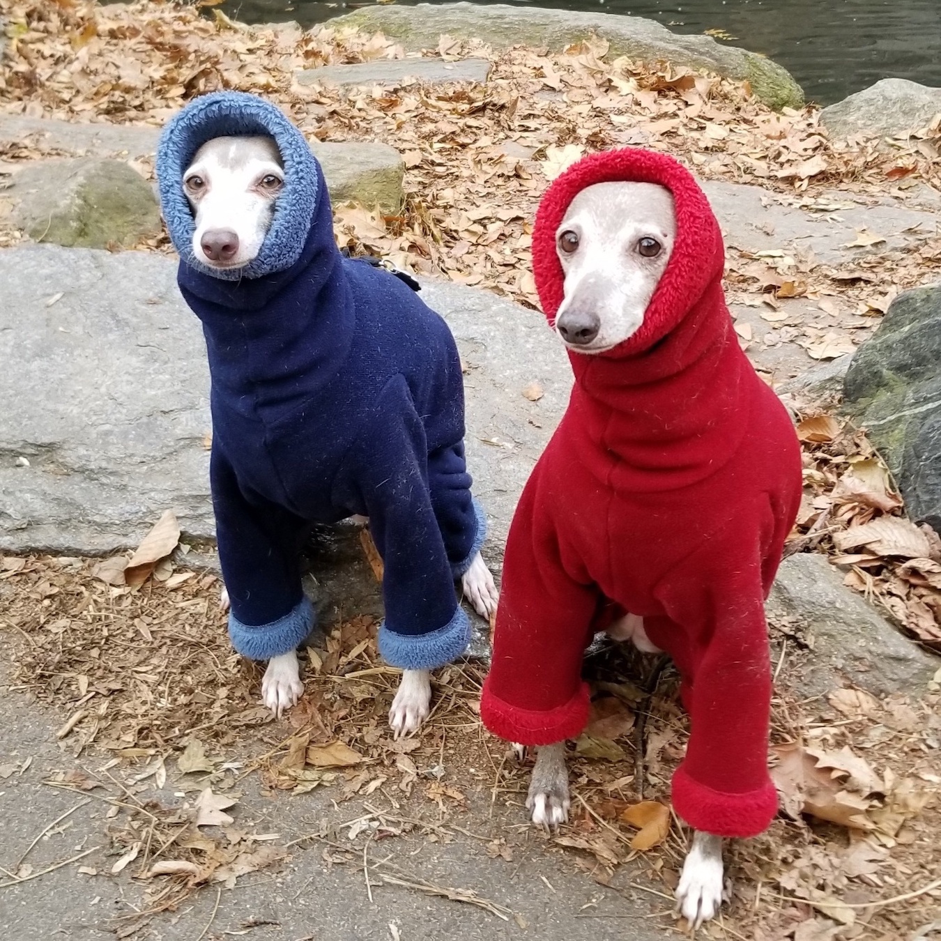 Italian Greyhound Extra Heavy Hooded Fleece Bodysuit