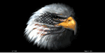 American Flag w/Eagle - Black Background