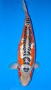 22" Shusui - lk318