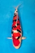 Adult Champion - 30th San Diego Koi Club Koi Show 2017