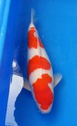 Best in Size 5 of the ZNA SoCal 41st Annual Koi Show 2015