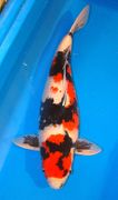 Best in Size 6 of San Diego 21th Annual Koi Show 2008 