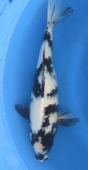 Niigata 1292 <br>14"-15" Shiro Utsuri <br>$450