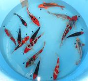 Niigata 1385 <br>5"-9" Mix Variety <br>$95-$195/each
