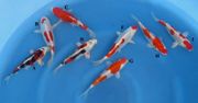 Niigata 1426 <br>5"-8" Mix Variety <br>$95-$175/each
