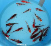 Niigata 1432 <br>5"-7" Mix Variety <br>$95-$145/each
