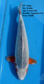 Niigata 1460 <br>20" Asagi <br>$1600