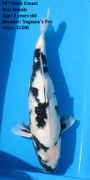 Niigata 1477 <br>18" Shiro Utsuri <br>$1200