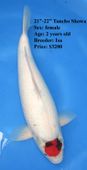 Niigata 1631 <br>21"-22" Isa Tancho Showa <br>$3200
