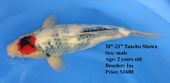 Niigata 1634 <br>20"-21" Isa Tancho Showa <br>$1600