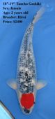 Niigata 1636 <br>18"-19" Tancho Goshiki <br>$2400