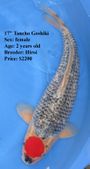 Niigata 1637 <br>17" Tancho Goshiki <br>$2200