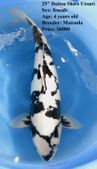 Niigata 1638 <br>25" Doitsu Shiro Utsuri <br>$6000