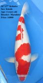 Niigata 1639 <br>26"-27" Kohaku <br>$4800