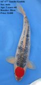 Niigata 1641 <br>16"-17" Tancho Goshiki <br>$1400