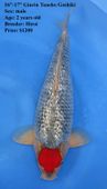 Niigata 1643 <br>16"-17" Ginrin Tancho Goshiki <br>$1200