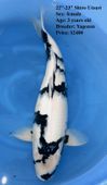 Niigata 1644 <br>22"-23" Shiro Utsuri <br>$2400