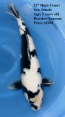 Niigata 1645 <br>21" Shiro Utsuri <br>$2200