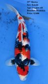 Niigata 1646 <br>19" Showa <br>$2400