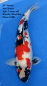 Niigata 1647 <br>20" Showa <br>$1800
