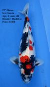 Niigata 1648 <br>18"-19" Showa <br>$1800