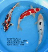 Niigata 1649 <br>18"-20" Mix Variety <br>$900-$1200/each