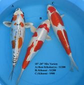 Niigata 1650 <br>18"-20" Mix Variety <br>$900-$1200/each