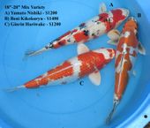 Niigata 1651 <br>18"-20" Mix Variety <br>$1200-$1400/each
