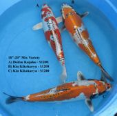Niigata 1652 <br>18"-20" Mix Variety <br>$1200/each