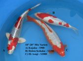 Niigata 1653 <br>18"-20" Mix Variety <br>$900-$1200/each