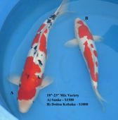Niigata 1654 <br>18"-23" Mix Variety <br>$1000-$1500/each