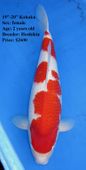 Niigata 1656 <br>19"-20" Hoshikin Kohaku <br>$2600
