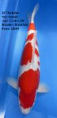 Niigata 1657 <br>21" Hoshikin Kohaku <br>$2600