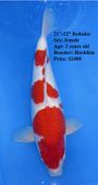 Niigata 1658 <br>21"-22" Hoshikin Kohaku <br>$2400