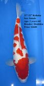 Niigata 1659 <br>21"-22" Hoshikin Kohaku <br>$2600