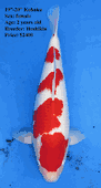 Niigata 1660 <br>19"-20" Hoshikin Kohaku <br>$2400
