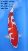 Niigata 1661 <br>20" Hoshikin Inazuma Kohaku <br>$2600