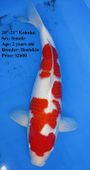 Niigata 1662 <br>20"-21" Hoshikin Kohaku <br>$2600
