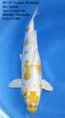 Niigata 1664 <br>20"-21" Lemon Hariwake <br>$1400
