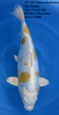 Niigata 1665 <br>19"-20" Lemon Hariwake <br>$1400