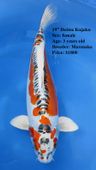 Niigata 1668 <br>19" Doitsu Kujaku <br>$1800