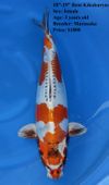Niigata 1671 <br>18"-19" Beni Kikokuryu <br>$1800